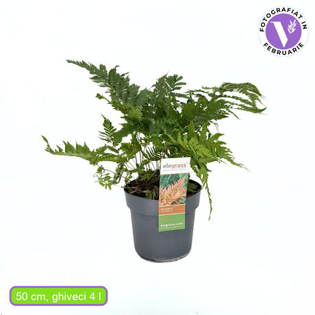Vörös őszi páfrány (Dryopteris erythrosora Koidzumiana), rézvörös-zöld levelű, árnyékkedvelő évelő növény