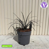 Fekete kígyószakáll (Ophiopogon planiscapus Niger), évelő növény fényes fekete levelekkel, dézsába vagy szegélybe