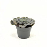 Pozsgás (Echeveria) 'Pollux' – ezüstlevelű, kompakt rozettás szobanövény