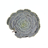 Pozsgás (Echeveria) 'Pollux' – ezüstlevelű, kompakt rozettás szobanövény