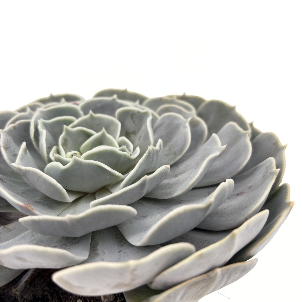 Pozsgás (Echeveria) 'Pollux' – ezüstlevelű, kompakt rozettás szobanövény