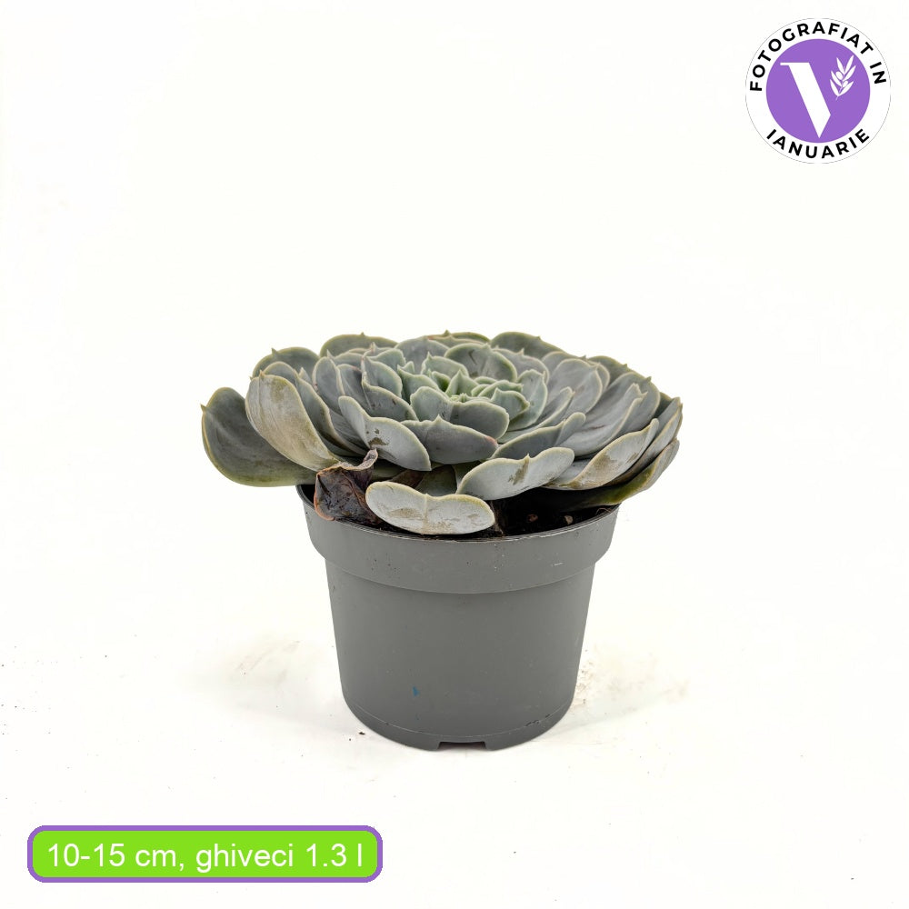 Pozsgás (Echeveria) 'Pollux' – ezüstlevelű, kompakt rozettás szobanövény
