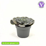 Pozsgás (Echeveria) 'Pollux' – ezüstlevelű, kompakt rozettás szobanövény