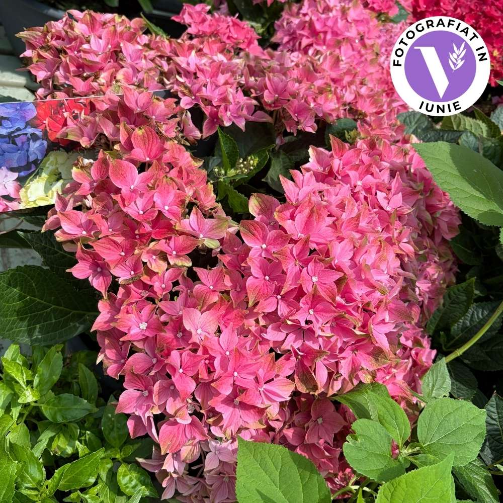 Kerti hortenzia (Hydrangea), díszcserje nagy, rózsaszín virágokkal