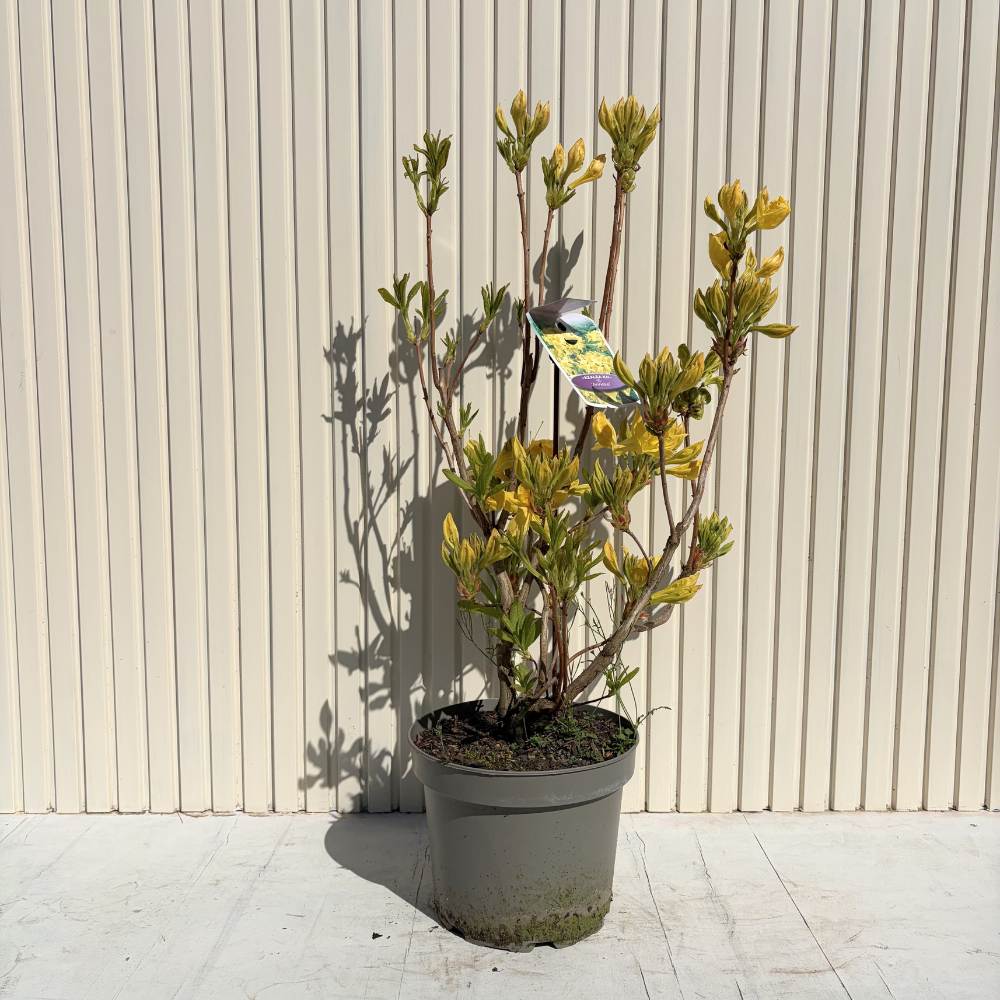 Japán azálea (Rhododendron) Mollis Anneke – aranysárga virágú, tavasszal virágzik, örökzöld, félárnyékos helyet és savanyú talajt kedvel