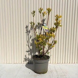 Japán azálea (Rhododendron) Mollis Anneke – aranysárga virágú, tavasszal virágzik, örökzöld, félárnyékos helyet és savanyú talajt kedvel