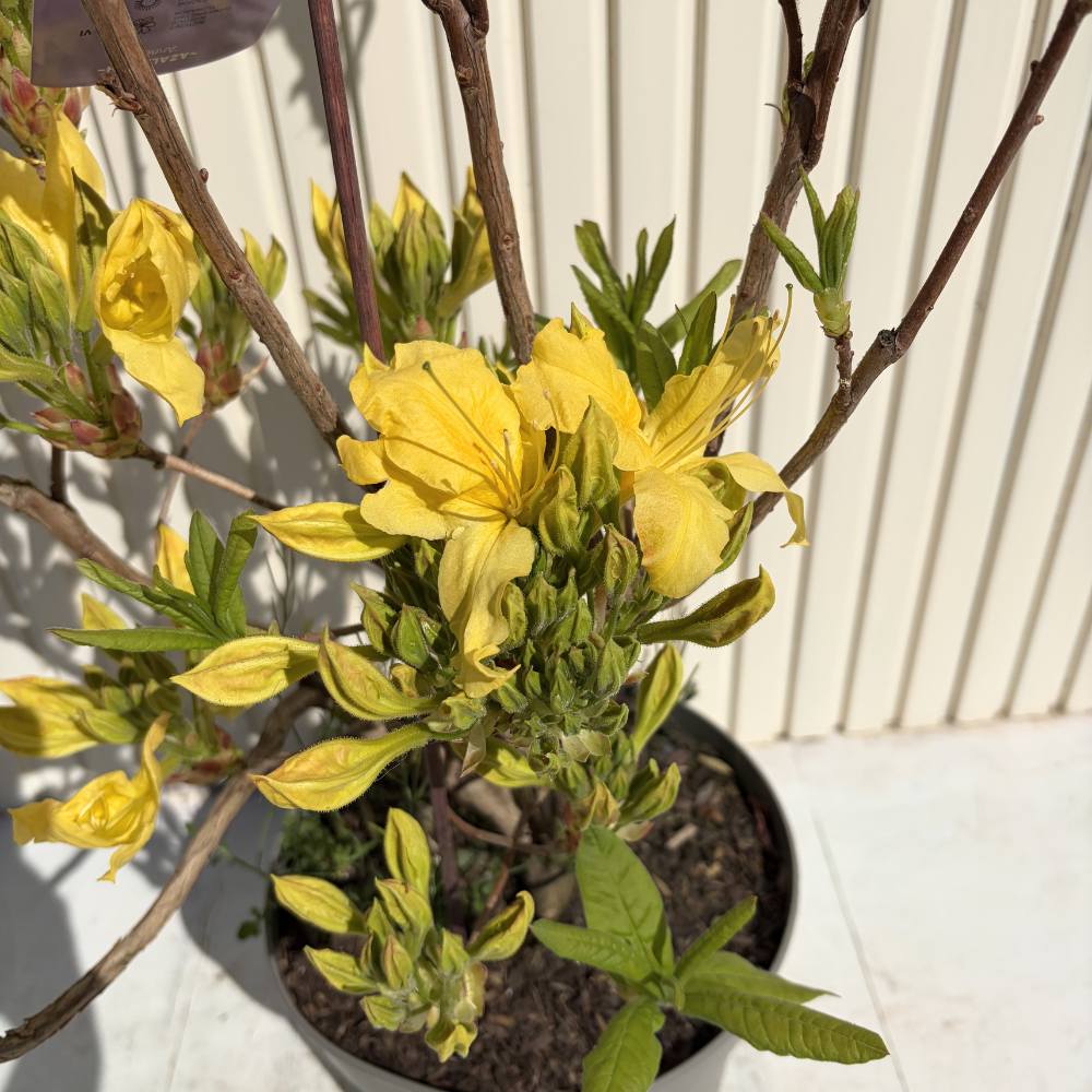Japán azálea (Rhododendron) Mollis Anneke – aranysárga virágú, tavasszal virágzik, örökzöld, félárnyékos helyet és savanyú talajt kedvel