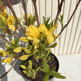 Japán azálea (Rhododendron) Mollis Anneke – aranysárga virágú, tavasszal virágzik, örökzöld, félárnyékos helyet és savanyú talajt kedvel