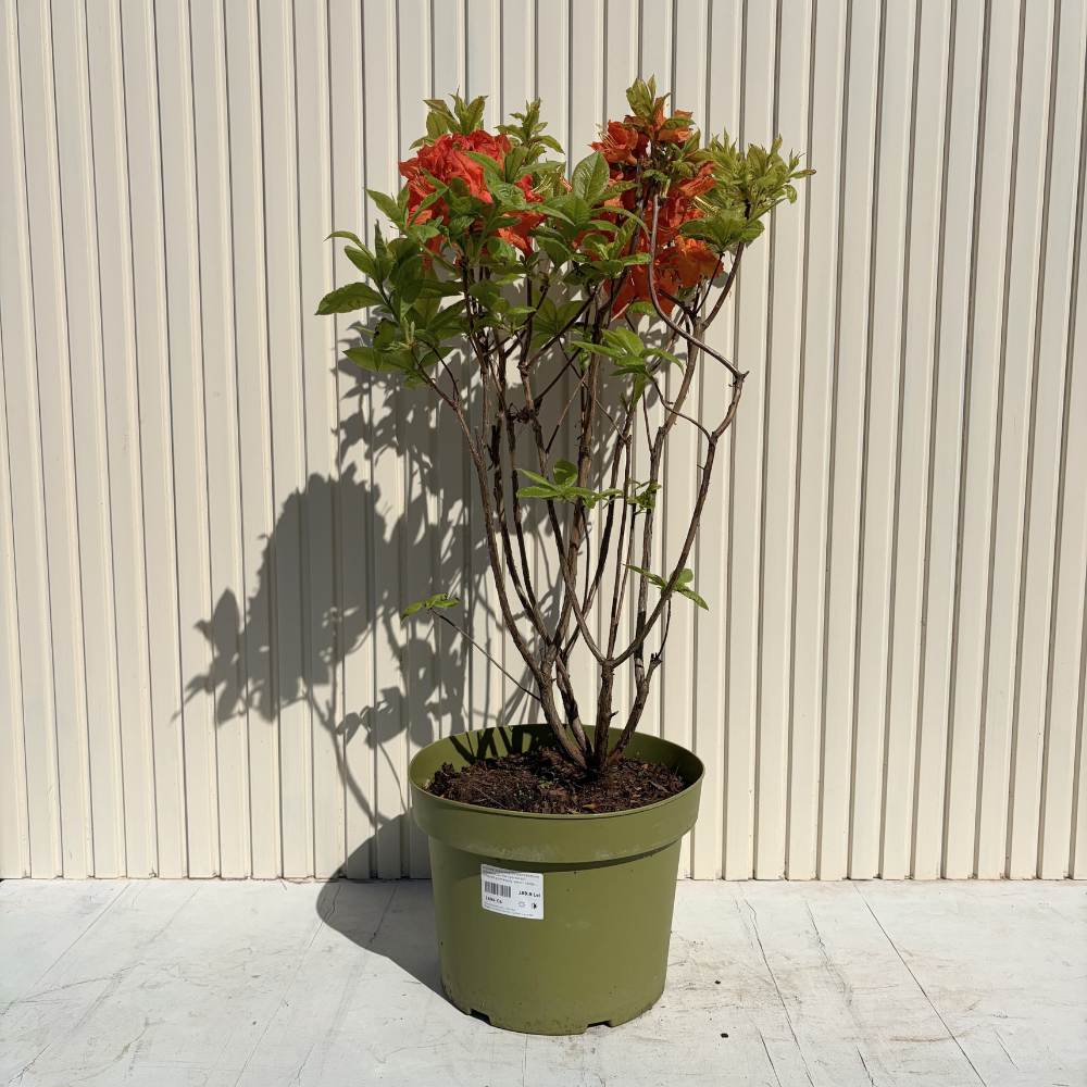 Japán azálea (Rhododendron) Gibraltar – narancssárga virágú, tavasszal virágzik, örökzöld, félárnyékos helyet és savanyú talajt kedvel