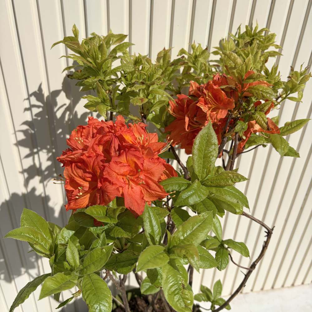 Japán azálea (Rhododendron) Gibraltar – narancssárga virágú, tavasszal virágzik, örökzöld, félárnyékos helyet és savanyú talajt kedvel