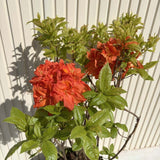 Japán azálea (Rhododendron) Gibraltar – narancssárga virágú, tavasszal virágzik, örökzöld, félárnyékos helyet és savanyú talajt kedvel