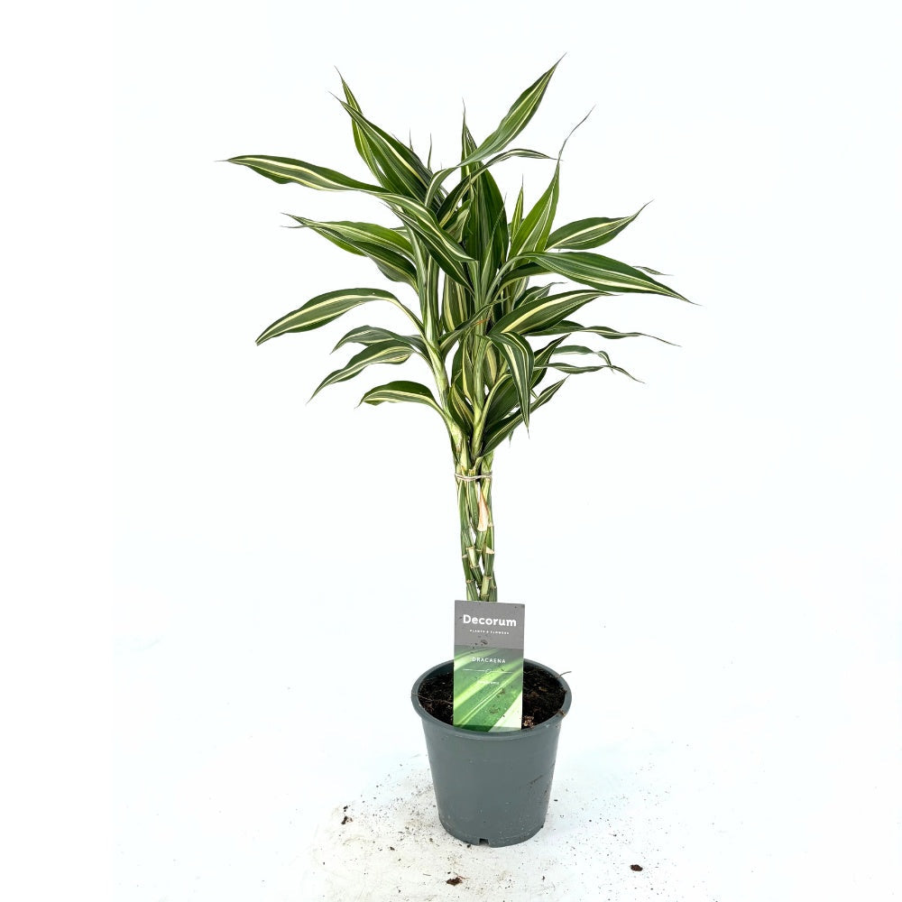 Szerencsebambusz Dracaena 'Cintho' – 3 fonott szárral, 50 cm