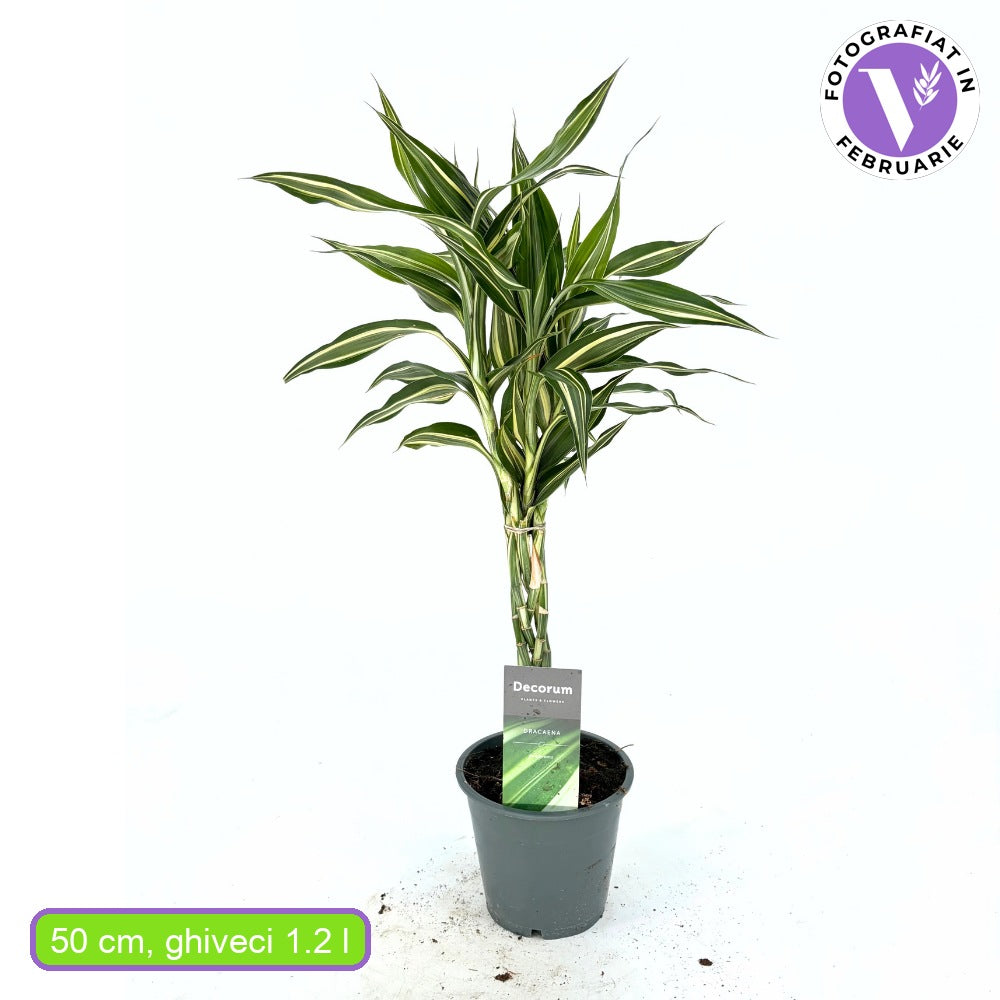 Szerencsebambusz Dracaena 'Cintho' – 3 fonott szárral, 50 cm