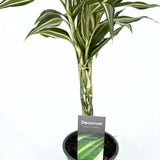 Szerencsebambusz Dracaena 'Cintho' – 3 fonott szárral, 50 cm