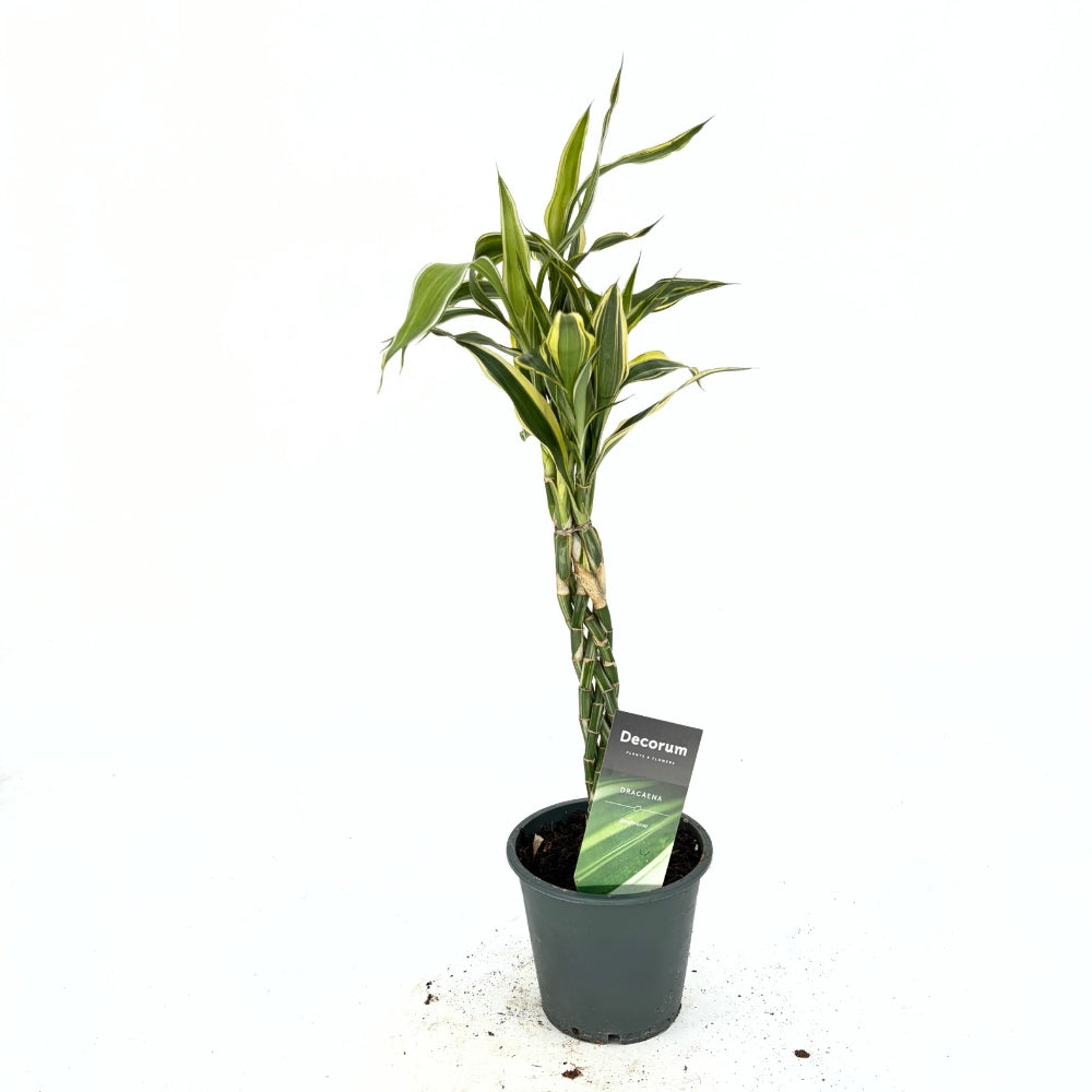 Szerencsebambusz Dracaena 'Marginata' – 3 fonott szárral, 50 cm
