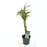 Szerencsebambusz Dracaena 'Marginata' – 3 fonott szárral, 50 cm