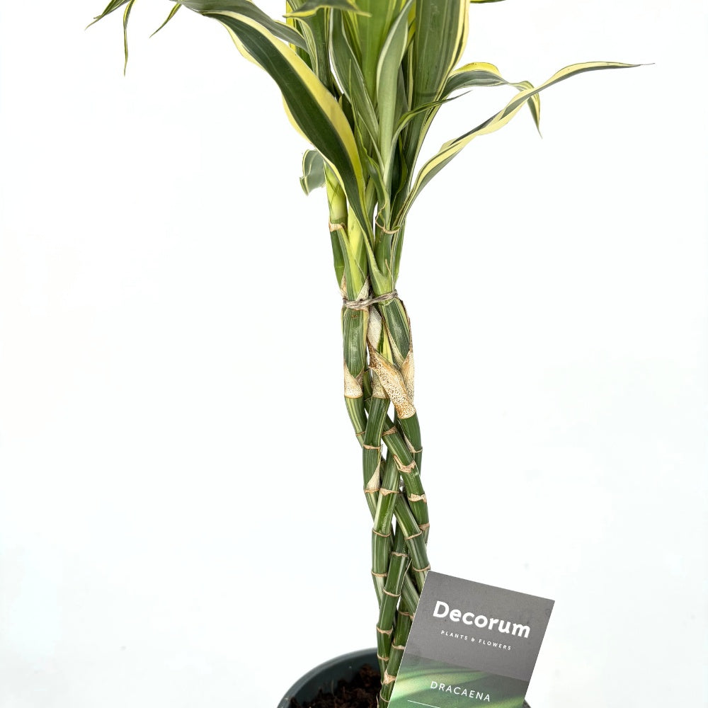 Szerencsebambusz Dracaena 'Marginata' – 3 fonott szárral, 50 cm