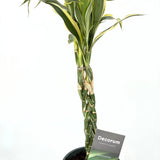 Szerencsebambusz Dracaena 'Marginata' – 3 fonott szárral, 50 cm