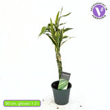 Szerencsebambusz Dracaena 'Marginata' – 3 fonott szárral, 50 cm