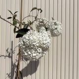 Bangita Eskimo (Viburnum), kisebb díszfa, gömb alakú fehér virágokkal