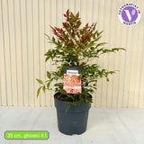 Szentséges bambusz Nandina Obsessed – örökzöld, rózsaszín–vörös lombú, dekoratív, cserépbe vagy kertbe, japán kertbe, feng shui kertekbe