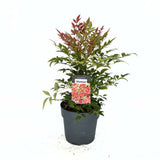 Szentséges bambusz Nandina Obsessed – örökzöld, rózsaszín–vörös lombú, dekoratív, cserépbe vagy kertbe, japán kertbe, feng shui kertekbe