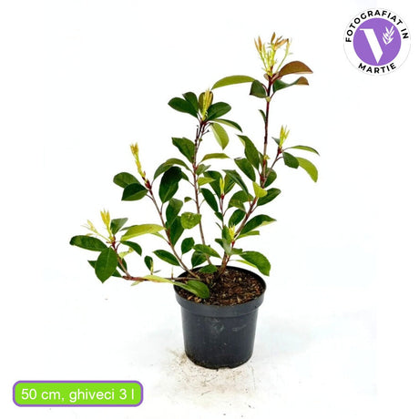 Korallberkenye Red Robin (Photinia), örökzöld piros sövénynövény, jól bírja a hideget és a szárazságot