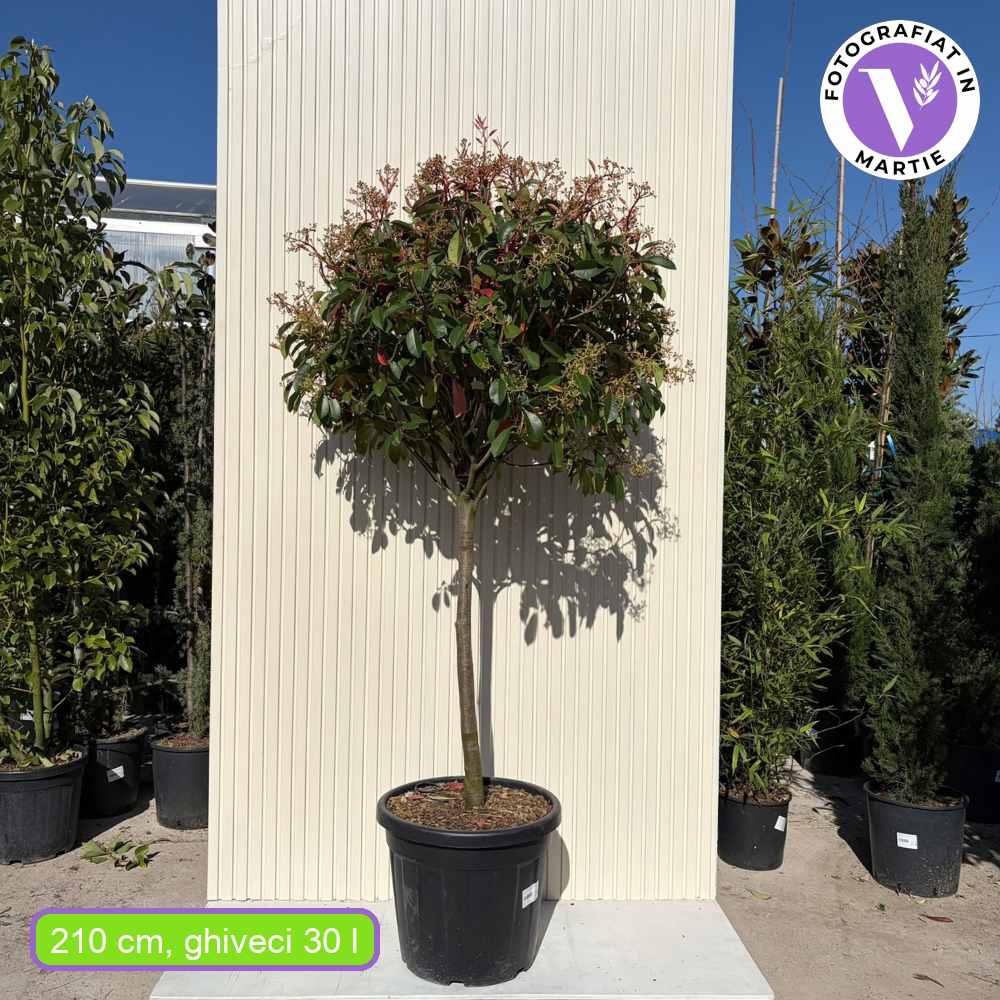 Korallberkenye fa Red Robin (Photinia), örökzöld, dekoratív piros lomb, gyors növekedés