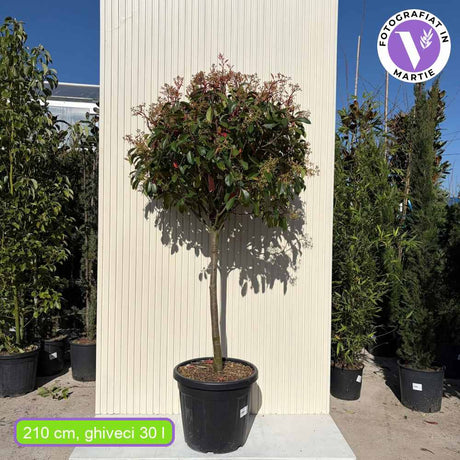 Korallberkenye fa Red Robin (Photinia), örökzöld, dekoratív piros lomb, gyors növekedés