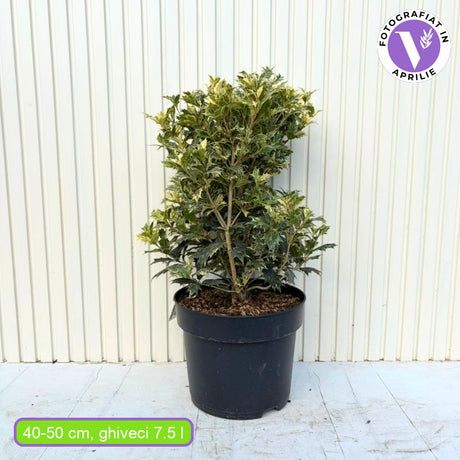 Tarka levelű álmagyal (Osmanthus heterophyllus ‘Tricolor Goshiki’), örökzöld díszcserje, háromszínű lombbal, intenzíven édes illatú virágokkal, könnyen gondozható