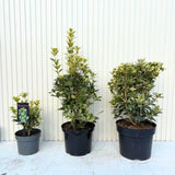 Tarka levelű álmagyal (Osmanthus heterophyllus ‘Tricolor Goshiki’), örökzöld díszcserje, háromszínű lombbal, intenzíven édes illatú virágokkal, könnyen gondozható