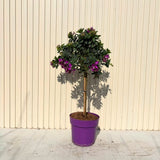 Polygala myrtifolia Bibi Pink, copacel decorativ cu flori mov-roz parfumate, pentru terasa, balcon si gradini protejate
