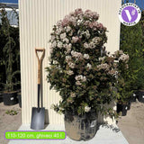 Örökzöld bangita Tinus törzses (Viburnum tinus) – rózsásfehér virágokkal, kellemes illattal