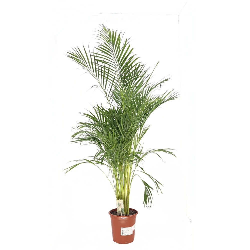 Areca pálma (Dypsis lutescens) 150 cm – elegáns légtisztító szobanövény