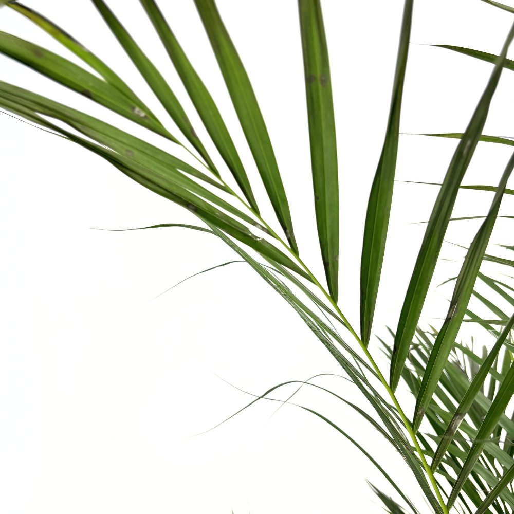 Areca pálma (Dypsis lutescens) 150 cm – elegáns légtisztító szobanövény