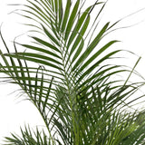 Areca pálma (Dypsis lutescens) 150 cm – elegáns légtisztító szobanövény