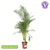 Areca pálma (Dypsis lutescens) 150 cm – elegáns légtisztító szobanövény