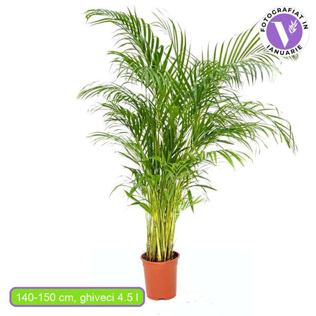 Palmier Areca Dypsis Lutescens, 140-150 cm, planta de apartament eleganta, purificare aer, usor de intretinut