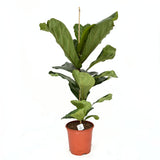Hegedűs fikusz (Ficus lyrata) 100 cm – látványos, örökzöld szobanövény