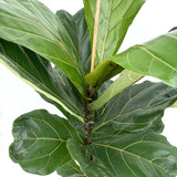 Hegedűs fikusz (Ficus lyrata) 100 cm – látványos, örökzöld szobanövény