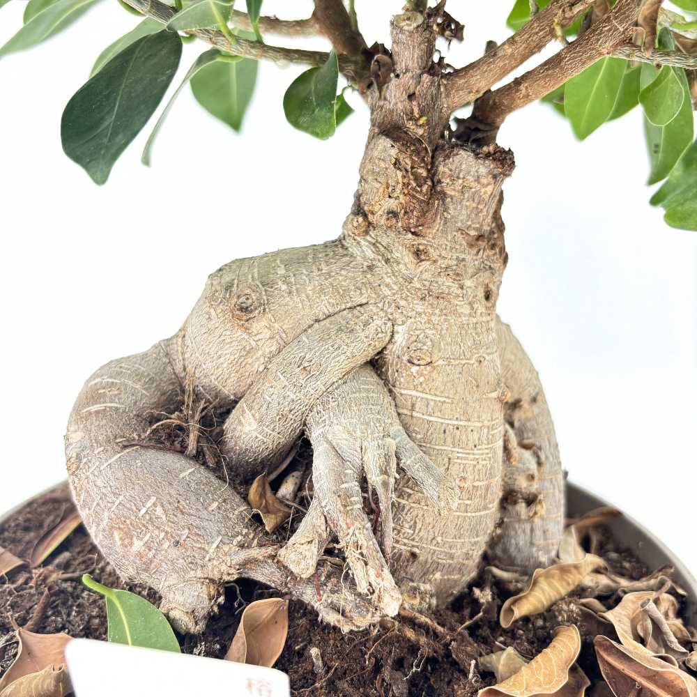 Ficus Ginseng bonsai – vastag gyökerű, légtisztító szobanövény, 40–50 cm