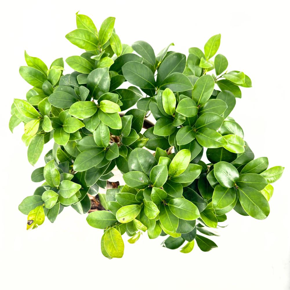 Ficus Ginseng bonsai – vastag gyökerű, légtisztító szobanövény, 40–50 cm