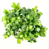 Ficus Ginseng bonsai – vastag gyökerű, légtisztító szobanövény, 40–50 cm