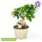 Ficus Ginseng bonsai – vastag gyökerű, légtisztító szobanövény, 40–50 cm