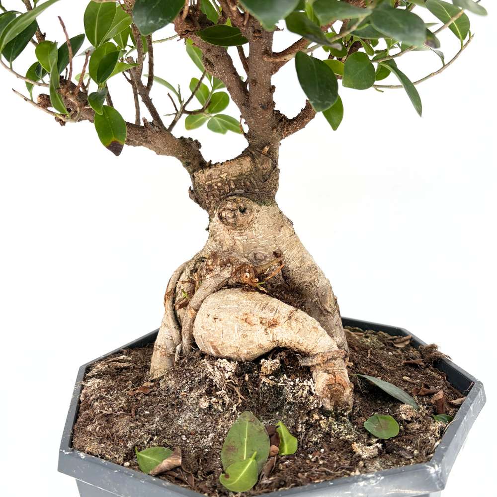 Ficus Bonsai Ginseng, 50 cm – vastag gyökerű egzotikus szobanövény
