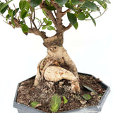 Ficus Bonsai Ginseng, 50 cm – vastag gyökerű egzotikus szobanövény