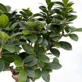 Ficus Bonsai Ginseng, 50 cm – vastag gyökerű egzotikus szobanövény