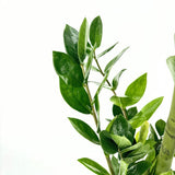 Szerencsenövény (Zamioculcas zamiifolia) – elegáns, árnyéktűrő szobanövény fényes levelekkel