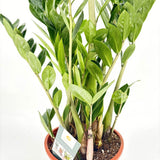 Szerencsenövény (Zamioculcas zamiifolia) – elegáns, árnyéktűrő szobanövény fényes levelekkel