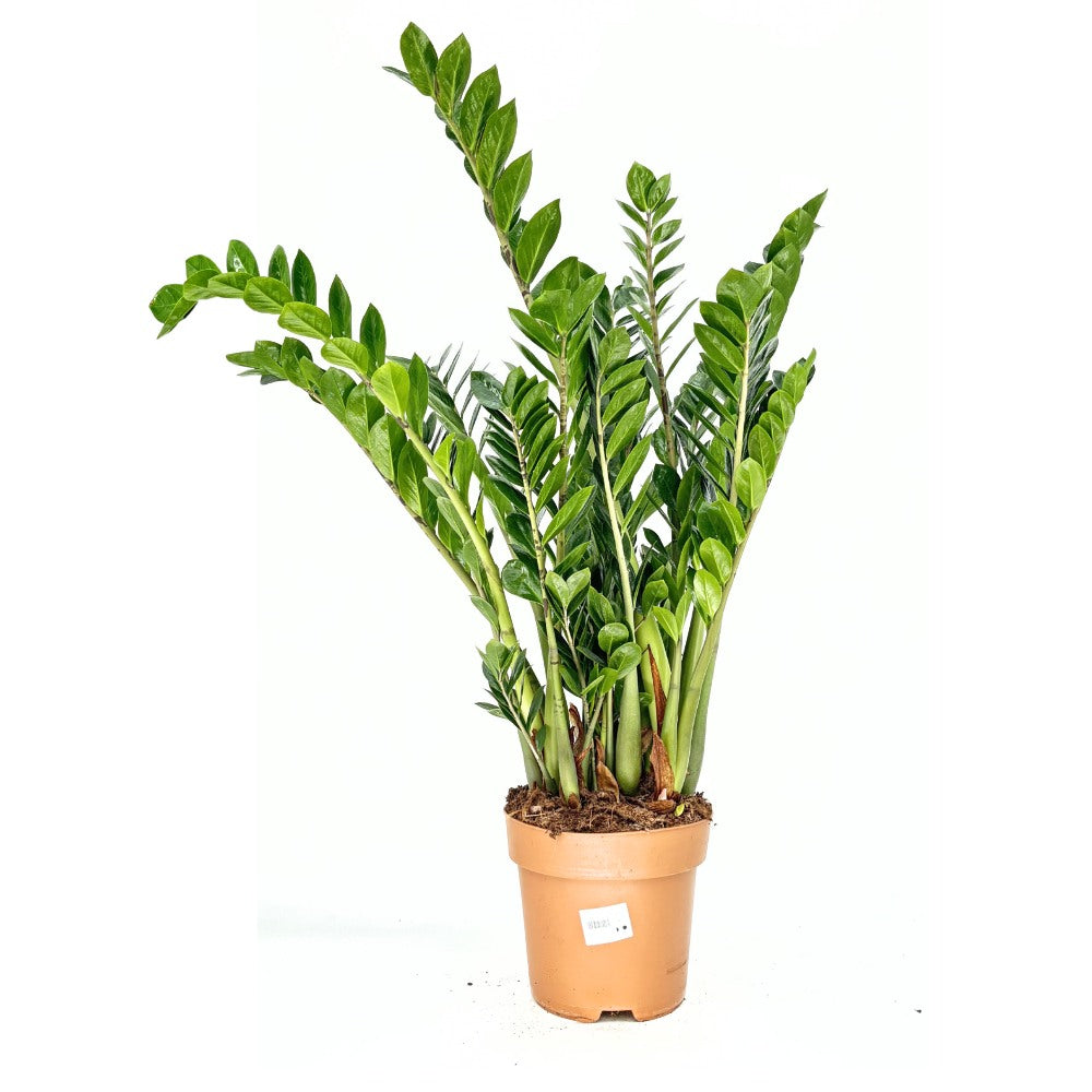 Szerencsenövény (Zamioculcas zamiifolia) – fénytűrő, elegáns szobanövény 110 cm